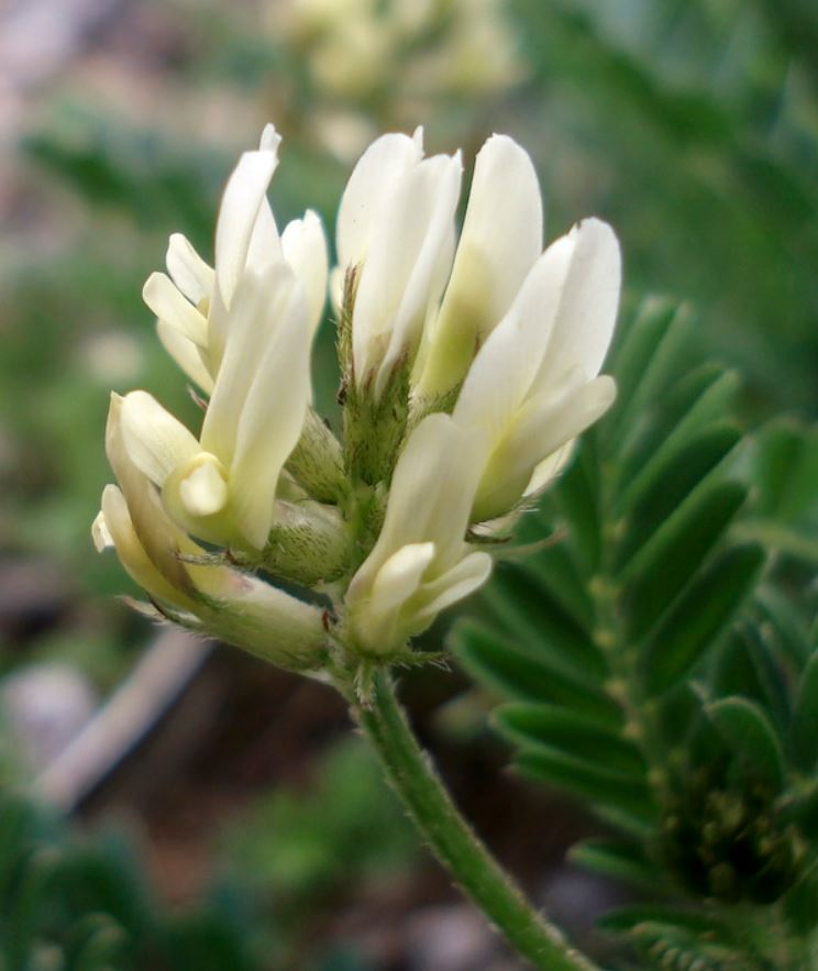 European milkvetch